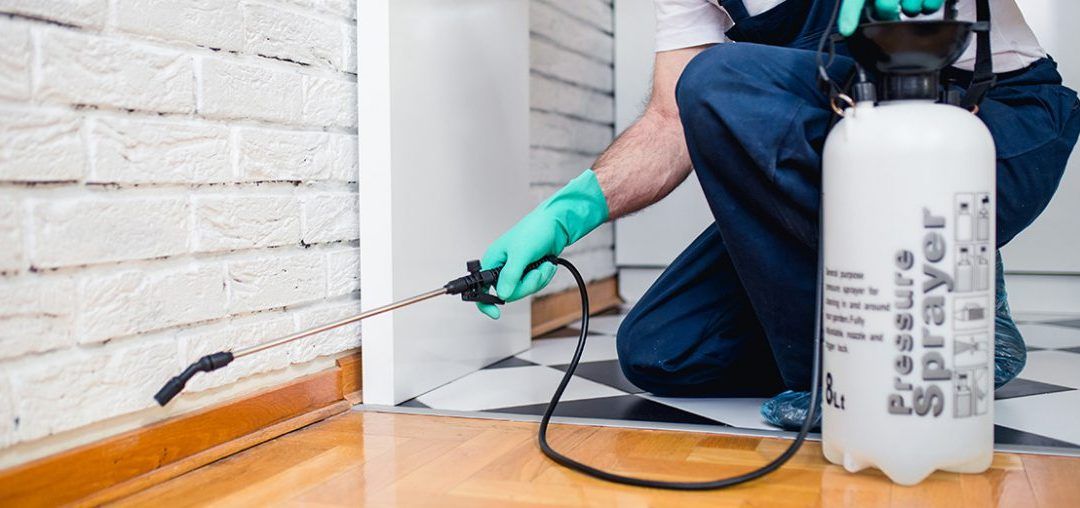 What to Expect from your Pest Control Company