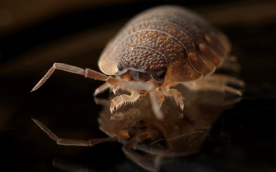 How to Check Used Furniture for Bed Bugs