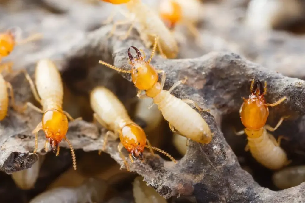 Group of termites crawling on decaying wood