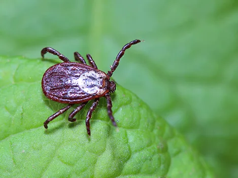 Tick crawling on a green leaf