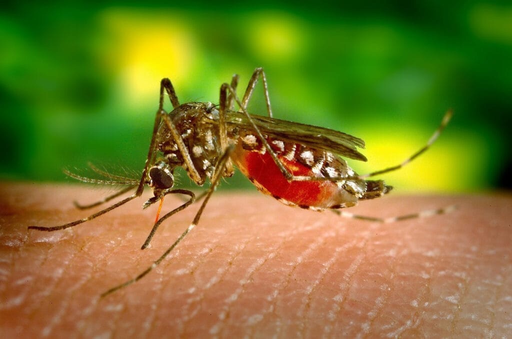 Mosquito feeding on human skin